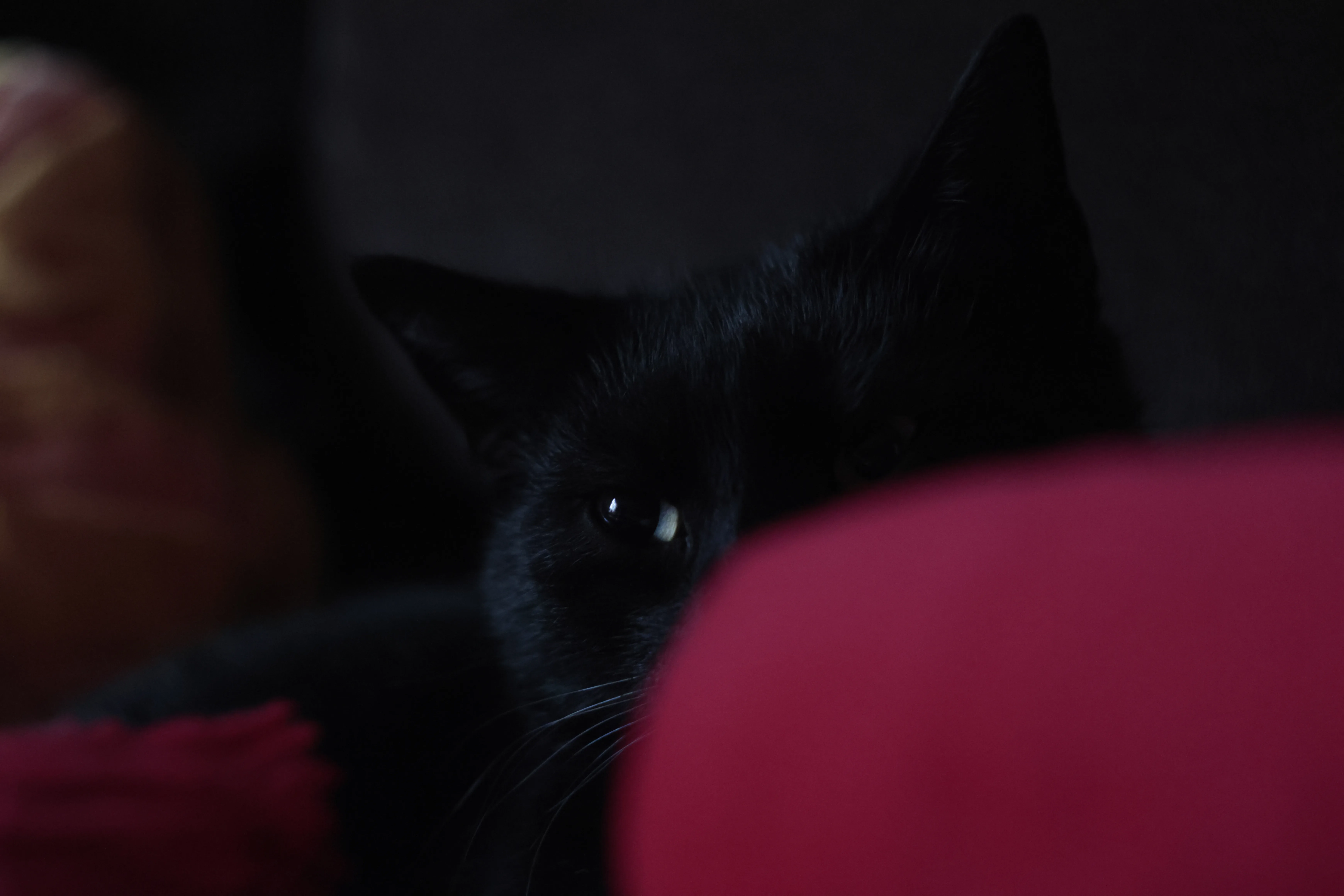 Jena Biotar 58mm f2.0 (wczesny, ~1953) (M42) - _I4A8878.webp